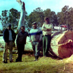 1985 – Tala de eucalipto centenario .
